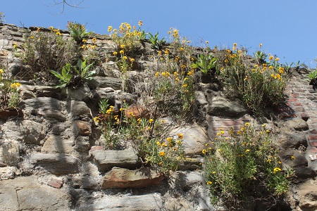 Lang Grachtje met Muurbloem (Erysimum cheiri)